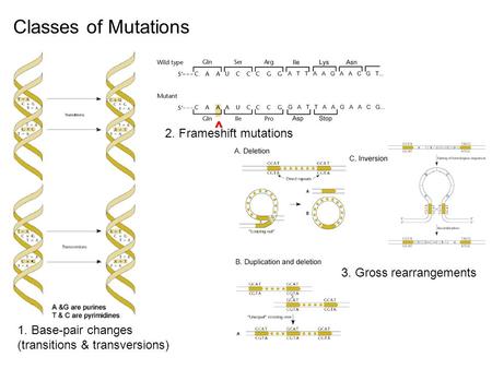 Classes of Mutations 1. Base-pair changes (transitions & transversions) 3. Gross rearrangements 2. Frameshift mutations ^