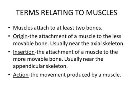 TERMS RELATING TO MUSCLES Muscles attach to at least two bones. Origin-the attachment of a muscle to the less movable bone. Usually near the axial skeleton.