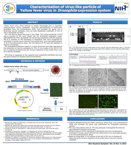 RESULTS CONCLUSIONS Characterization of virus-like particle of Yellow fever virus in Drosophila expression system Characterization of virus-like particle.