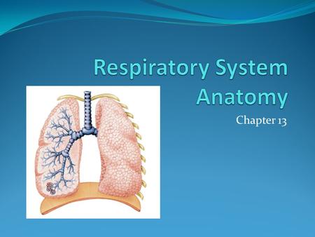 Chapter 13. Nose Air enters external nares (nostrils) Nasal cavity – interior Separated by nasal septum Lining – respiratory mucosa – moistens and warms.