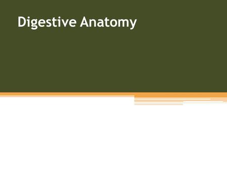 Digestive Anatomy. Alimentary Canal organs thru which food actually passes oral cavity pharynx esophagus stomach small intestine large intestine.