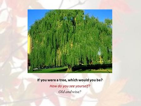 If you were a tree, which would you be? How do you see yourself? Old and wise?