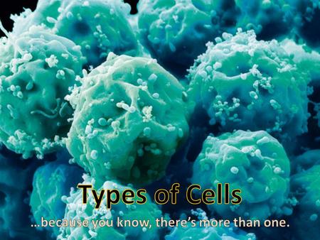 Plant and Animal Cells Which 2 organelles do you only find in plant cells? Cell Wall and Chloroplast.