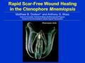 Rapid Scar-Free Wound Healing in the Ctenophore Mnemiopsis Mnemiopsis leidyi Matthew B. Dodson* and Anthony G. Moss Auburn University, Cellular & Molecular.