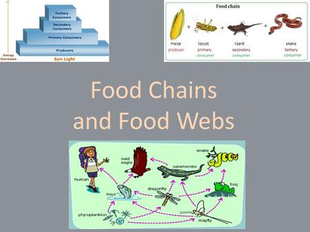 Food Chains and Food Webs.  d=6818736&SearchText=ecological+interactio ns&ID=146635