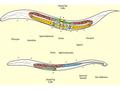 The C. elegans Germline Stem Cell Niche Hall et al. 1999.