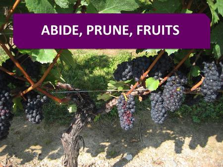 ABIDE, PRUNE, FRUITS. 2014 Ministry Fair Sermon #1 Let’s Serve God Together! Romans 12:1-8 Our Responses to God’s Mercy & Grace.