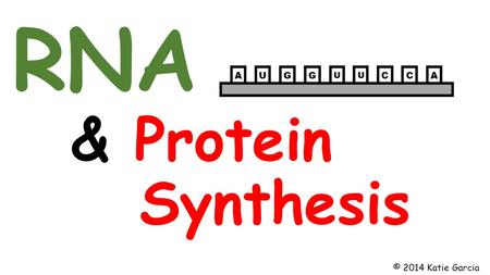 RNA & Protein Synthesis