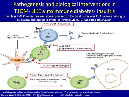 Pathogenesis and biological interventions in T1DM- LIKE autoimmune diabetes- Insulitis The class I MHC molecules are hyperexpressed on the β-cell surface.