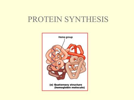 PROTEIN SYNTHESIS. CENTRAL DOGMA OF MOLECULAR BIOLOGY: DNA is used as the blueprint to direct the production of certain proteins.