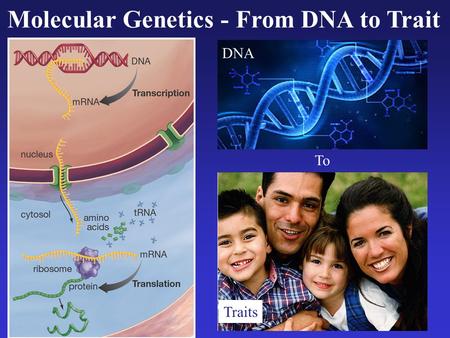 Molecular Genetics - From DNA to Trait Traits DNA To.