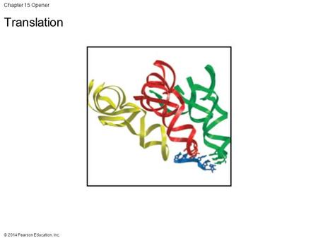© 2014 Pearson Education, Inc. Chapter 15 Opener Translation.