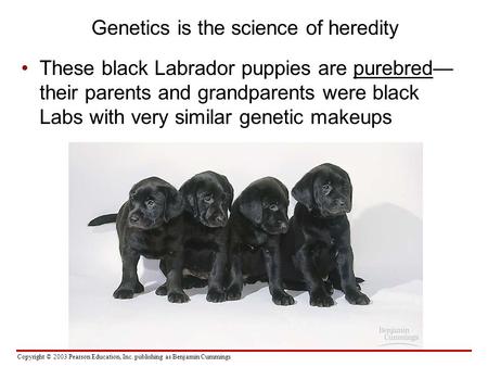 Copyright © 2003 Pearson Education, Inc. publishing as Benjamin Cummings Genetics is the science of heredity These black Labrador puppies are purebred—