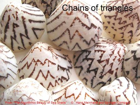 Chains of triangles From “The Algorithmic Beauty of Sea Shells” © Hans Meinhardt and Springer Company.