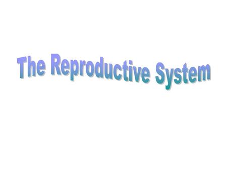 Male Reproductive System TESTES and EPIDIDYMIS Testes produce male gametes (SPERMATOZOA) and male sex hormone – TESTOSTERONE Found in pouch of skin called.