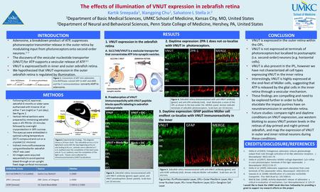 The effects of illumination of VNUT expression in zebrafish retina Kartik Sreepada 1, Xiangping Chu 1, Salvatore L Stella Jr. 2 1 Department of Basic Medical.