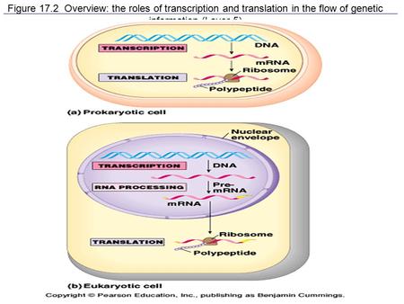 Figure 17.2 Overview: the roles of transcription and translation in the flow of genetic information (Layer 5)