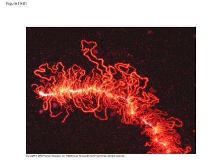 Figure 19-01. LE 19-2 DNA double helix Histone tails His- tones Linker DNA (“string”) Nucleosome (“bead”) 10 nm 2 nm Histone H1 Nucleosomes (10 nm fiber)