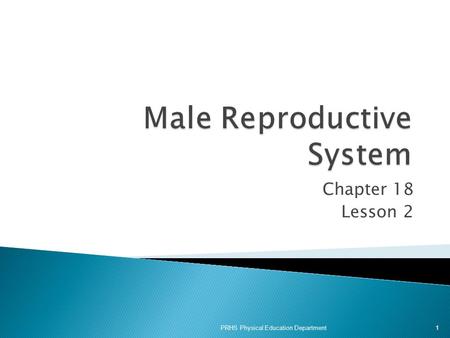 Male Reproductive System