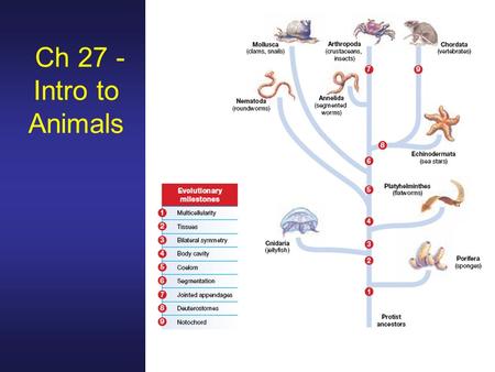 Ch 27 - Intro to Animals. What are the major evolutionary trends in animals? 1.Level of cellular organization and specialization 2.Body plan – symmetry.