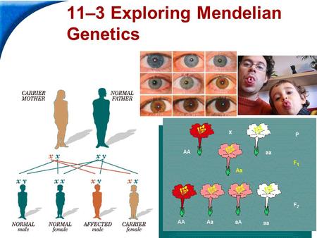 End Show Slide 1 of 31 11-3 Exploring Mendelian Genetics 11–3 Exploring Mendelian Genetics.