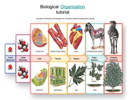 Biological Organization tutorialOrganization. The Characteristics of Life.