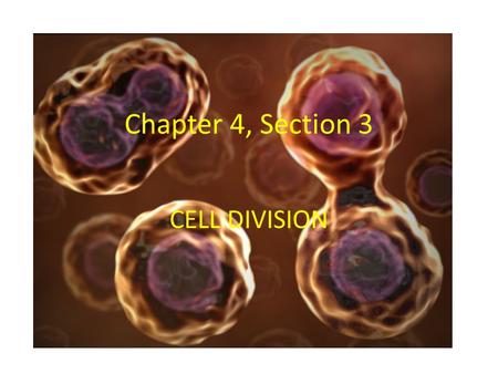 Chapter 4, Section 3 CELL DIVISION. The Cell Cycle The regular sequence of growth and division that cells undergo. A new cell grows, prepares for division,