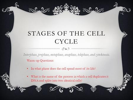 STAGES OF THE CELL CYCLE Interphase, prophase, metaphase, anaphase, telophase, and cytokinesis. Warm-up Questions: In what phase does the cell spend most.