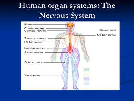 Human organ systems: The Nervous System. What is the purpose of the nervous system? The chief responsibility of the nervous system is to help the body.