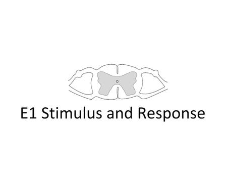 Assessment StatementsObj. E1.1 Define the terms stimulus, response and reflex. 1 E1.2 Explain the role of receptors, sensory neurons, relay neurons, motor.