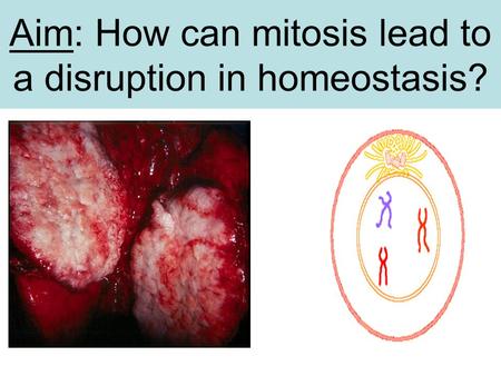 Aim: How can mitosis lead to a disruption in homeostasis?