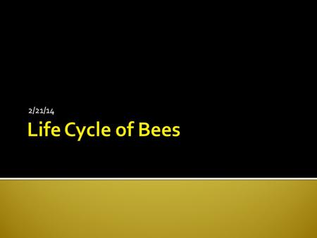 2/21/14.  Bees have yearly cycle  Winter die-off  Become active in spring  Peak late summer/early fall ▪ Queens mate  If virgin, queen mates.