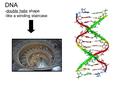 DNA -double helix shape -like a winding staircase.