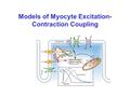 Models of Myocyte Excitation- Contraction Coupling.