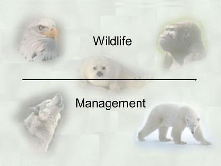 Wildlife Management. Endangerment vs. Extinction Extinct –a species that has disappeared from the Earth –due to food shortages, pollution, destruction.