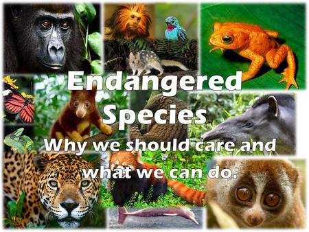 I. What is an endangered species? A.Species in immediate danger of becoming extinct 1.Population is declining 2.Not able to replenish itself through reproduction.