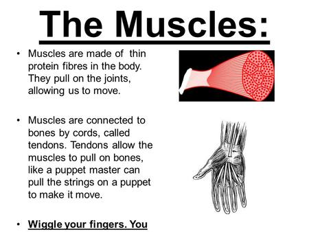 The Muscles: Muscles are made of thin protein fibres in the body. They pull on the joints, allowing us to move. Muscles are connected to bones by cords,