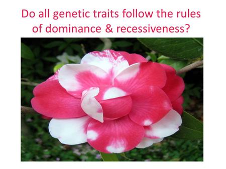 Do all genetic traits follow the rules of dominance & recessiveness?