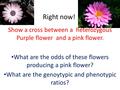 Right now! Show a cross between a heterozygous Purple flower and a pink flower. What are the odds of these flowers producing a pink flower? What are the.