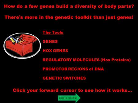 Click to continue How do a few genes build a diversity of body parts? There’s more in the genetic toolkit than just genes! Click your forward cursor to.