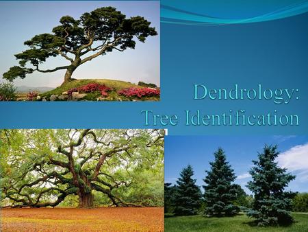 POINT > Define forest, silviculture and dendrology POINT > Describe characteristics of conifers POINT > Describe characteristics of deciduous trees POINT.