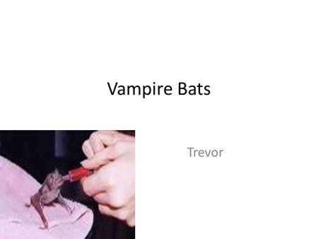 Vampire Bats Trevor.