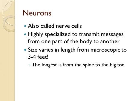 Neurons Also called nerve cells Highly specialized to transmit messages from one part of the body to another Size varies in length from microscopic to.