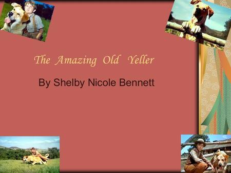 T he Amazing Old Yeller By Shelby Nicole Bennett.