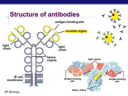 AP Biology s s s s s s s s s s s s s s s s s s s s s s s s s s s s s s s s s s s s Structure of antibodies light chains antigen-binding site heavy chains.