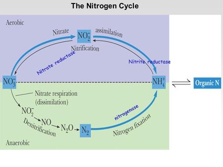 The Nitrogen Cycle Nitrite reductase Nitrate reductase nitrogenase.