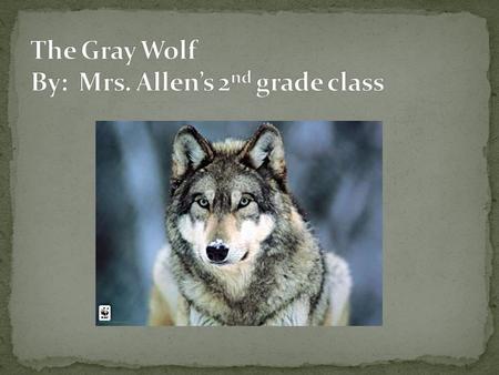 The gray wolf is a mammal. A gray wolf’s thick fur can be a combination gray, brown, white, and black. Gray wolves are 3 to 5 feet long. Their tails are.