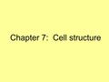 Chapter 7: Cell structure. Microscopes Magnification – increase of an object’s apparent size Total magnification – mag. of eyepiece x mag. of objective.