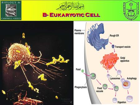 B- Eukaryotic Cell.