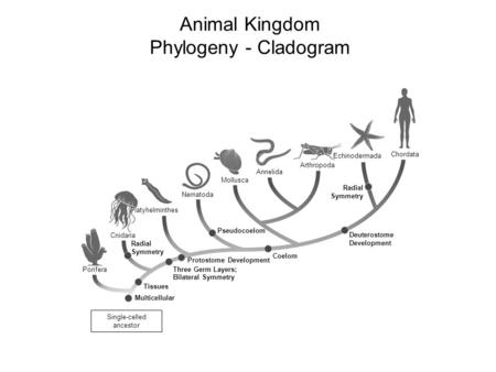 Animal Kingdom Phylogeny - Cladogram